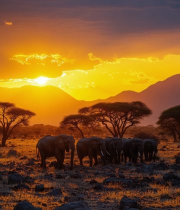 Africa's Tourism Dream